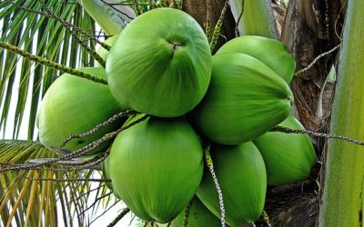 Água de coco: benefícios na regulação da pressão arterial