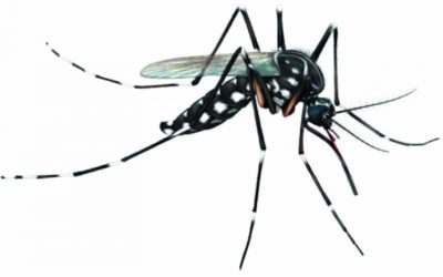 Aedes Aegypti, o novo rei das selvas